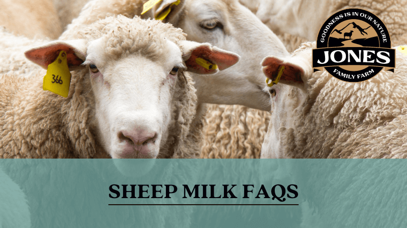 Sheep Milk FAQs Jones Family Farm   Blog Pic 